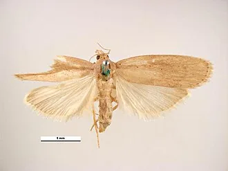 Adult Corcyra cephalonica rice moth for exact species identification