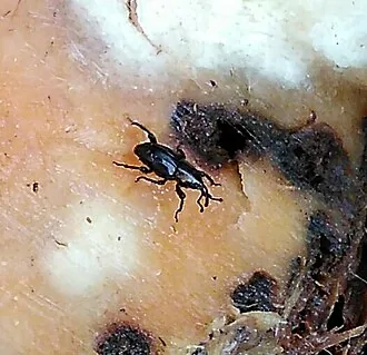 Adult Cosmopolites sordidus banana rhizome weevil for exact species identification