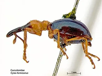Adult Cylas formicarius sweet potato weevil for exact species identification