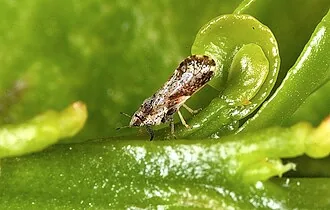 Adult Diaphorina citri citrus psyllid for exact species identification
