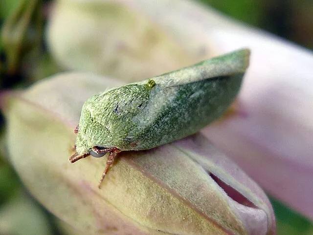 Adult specimen of Earias insulana, one of the two named cotton spotted bollworm species, for exact species identification
