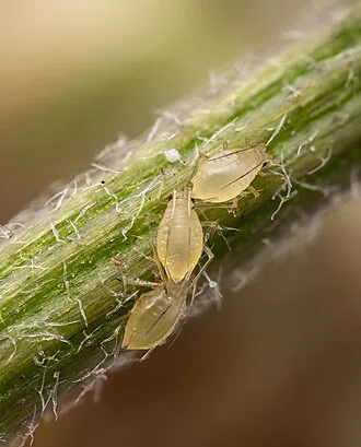 Exact specimen colony of green peach aphid Myzus persicae on a stem
