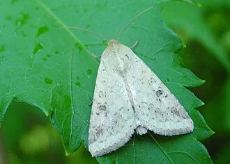 Adult specimen of wheat ear-feeding Helicoverpa armigera moth for exact species identification