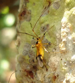 Adult Helopeltis antonii tea mosquito bug for exact species identification