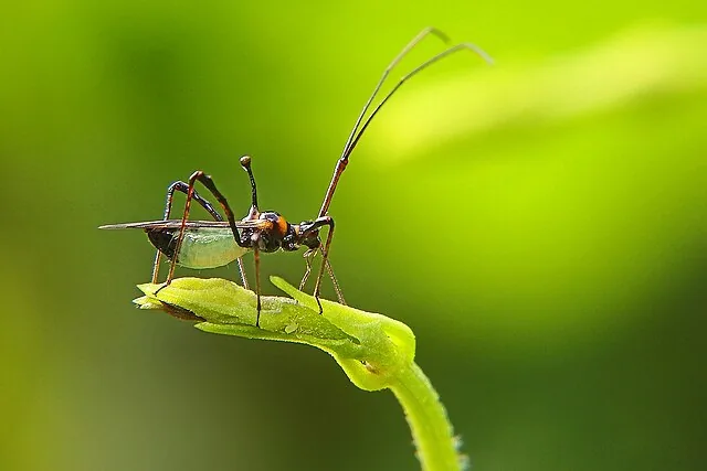 Adult tea mosquito bug Helopeltis theivora for exact species identification