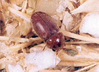 Adult Lasioderma serricorne cigarette beetle for exact species identification