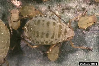 Exact specimen view of mustard aphid Lipaphis erysimi on cabbage tissue