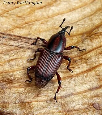 Adult Odoiporus longicollis banana pseudostem borer for exact species identification