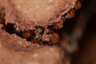 Worker termites of Odontotermes obesus for exact species identification