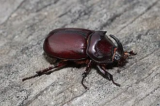 Adult Oryctes rhinoceros rhinoceros beetle for exact species identification