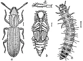 Adult Oryzaephilus surinamensis saw toothed grain beetle for exact species identification
