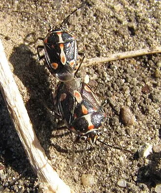 Exact adult specimens of painted bug Bagrada hilaris on soil