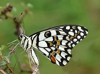 Adult Papilio demoleus citrus butterfly for exact species identification
