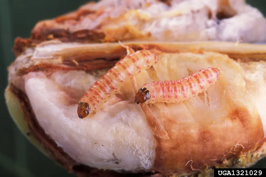 Larval specimen of pink bollworm Pectinophora gossypiella inside cotton boll tissue for exact species identification
