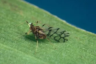 Banana aphid Pentalonia nigronervosa colony for exact vector identification