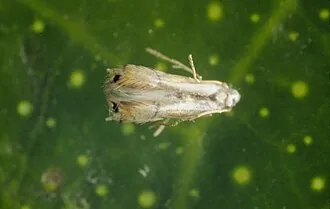 Adult or mined leaf view of Phyllocnistis citrella citrus leaf miner for exact pest identification