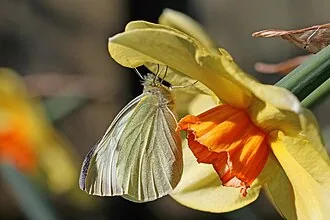 Exact adult specimen of cabbage butterfly Pieris brassicae resting on a flower
