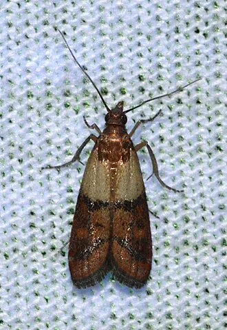 Adult Plodia interpunctella Indian meal moth for exact species identification