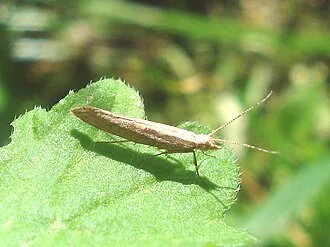 Exact adult specimen of diamondback moth Plutella xylostella on a leaf