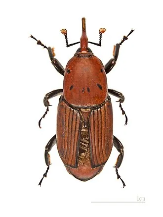 Adult Rhynchophorus ferrugineus red palm weevil for exact species identification
