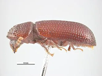Adult Rhyzopertha dominica lesser grain borer for exact species identification