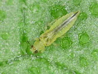 Exact adult specimen of chilli thrips Scirtothrips dorsalis on a leaf surface