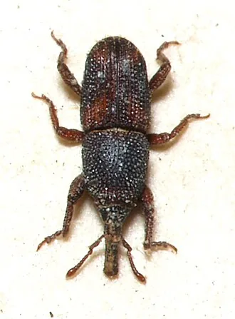 Adult Sitophilus oryzae rice weevil for exact species identification