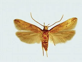 Adult Sitotroga cerealella angoumois grain moth for exact species identification