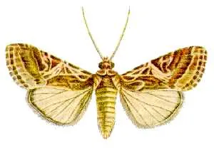 Exact adult specimen of tobacco cutworm moth Spodoptera litura