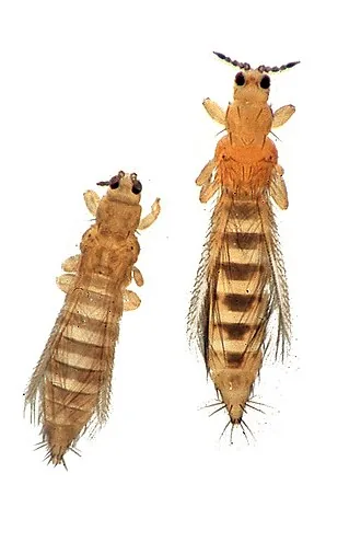 Adult specimen of cotton thrips Thrips tabaci for exact species identification