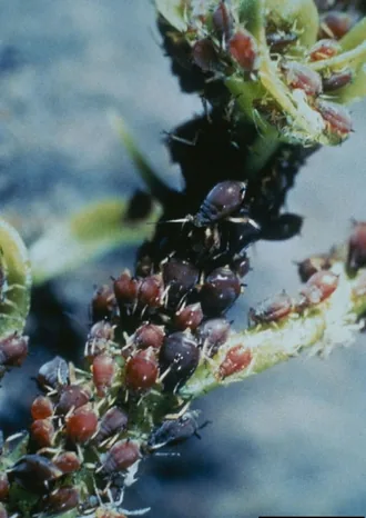 Colony of Toxoptera citricidus brown citrus aphid for exact vector identification
