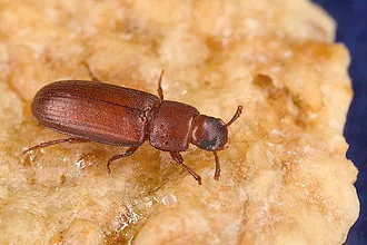 Adult Tribolium castaneum red flour beetle for exact species identification