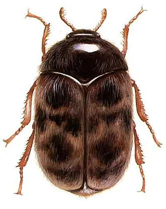 Adult Trogoderma granarium khapra beetle for exact species identification
