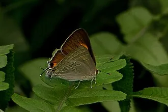 Adult Virachola isocrates anar butterfly for exact species identification