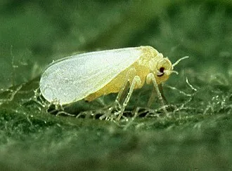 Larval stage of Dialeurodes citri citrus whitefly for exact species identification