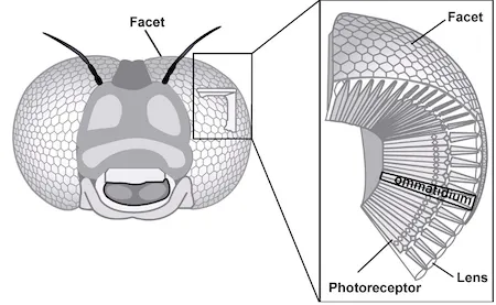 Compound Eyes