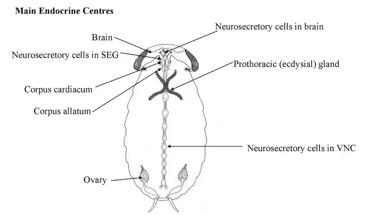 Endocine System