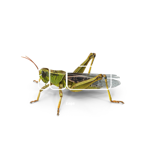 Morphology of Grasshopper