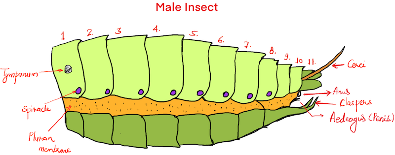 Abdomen - Male Insect