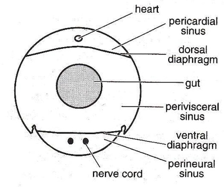 Main sinuses of haemocoel