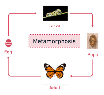 Metamorphosis in Insects