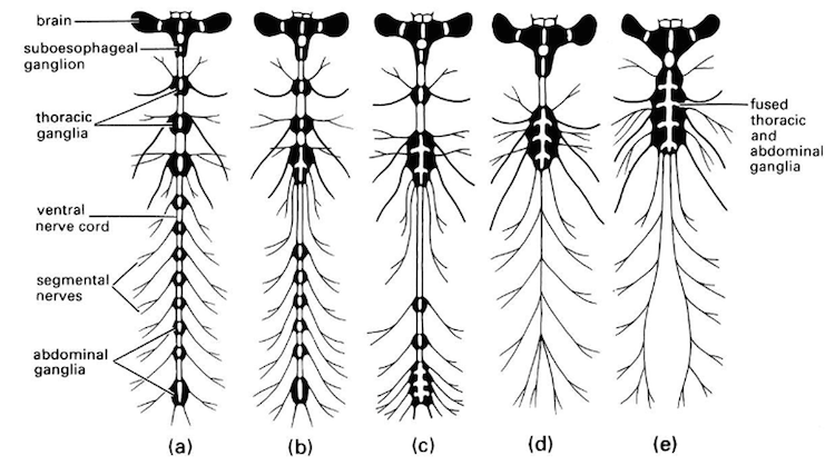 The central nervous system of various insects showing the diversity of arrangement of ganglia in the ventral nerve cord