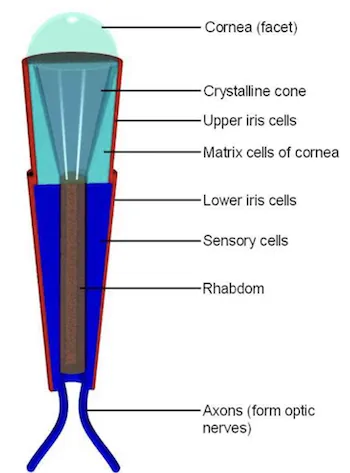 Ommatidia