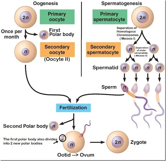 Reproduction Physiology