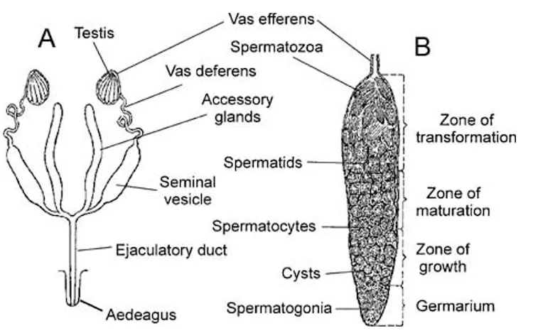 Reproductive System