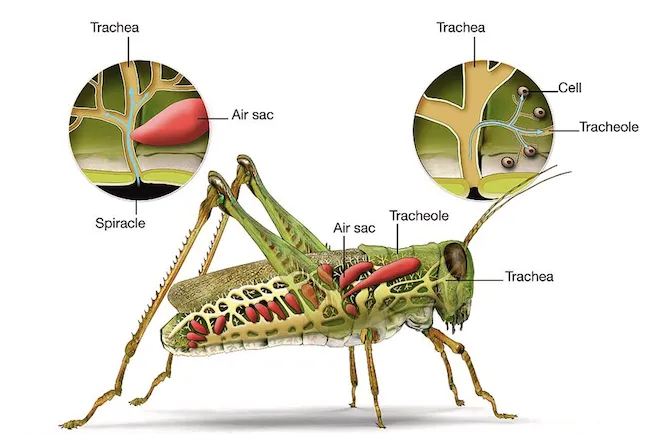 Insect tracheal respiration showing spiracles, tracheae, tracheoles, and air sacs in a grasshopper
