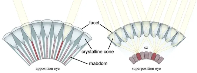 Types Ommatidia