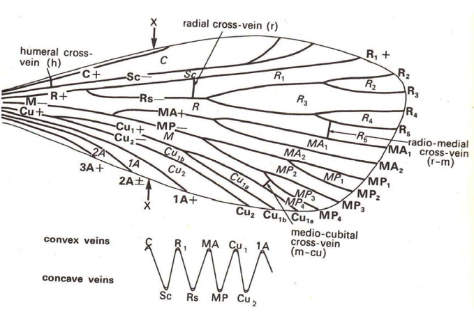 Hypothetical Wing Venation