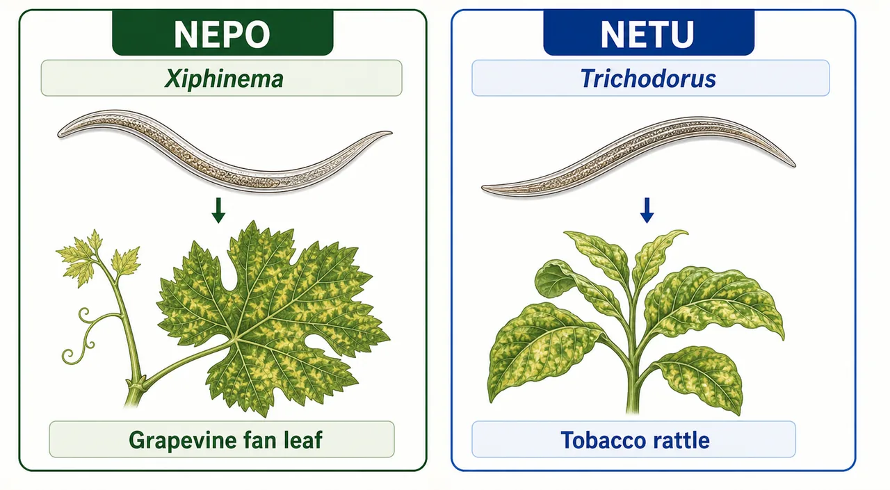 Annotated nematode transmitted viruses showing NEPO, Xiphinema, Grapevine fan leaf, NETU, Trichodorus, and Tobacco rattle