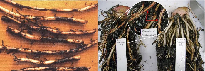 Banana root rot caused by burrowing nematode showing reddish lesions and cortex destruction